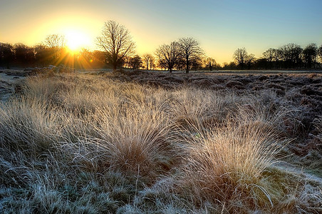 树叶剪影摄影照片_美丽的冬季风景穿过霜冻的田野，映入地平线上的树木剪影，进入令人惊叹的五颜六色的日出