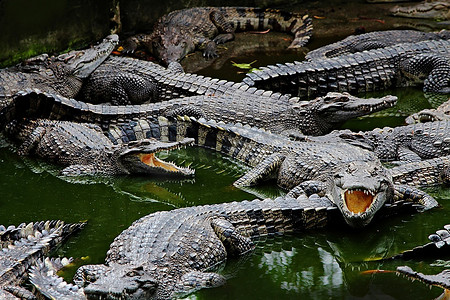 南泰鳄鱼湖动物园图片