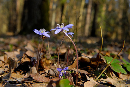春天森林里的蓝色花朵