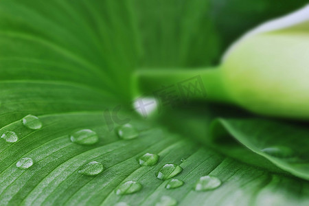 绿色叶子上的白色马蹄莲水珠图荷叶