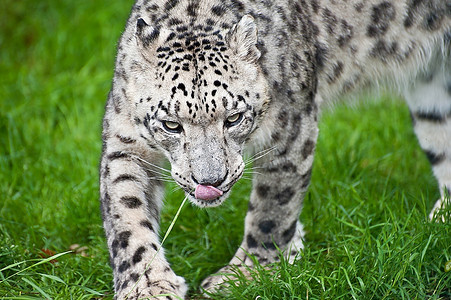 濒危动物摄影照片_雪豹圈养大猫美丽画像