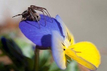一只更大的蜘蛛在花上