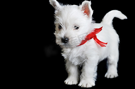 有趣   白色小狗与红色丝带在黑色孤立，肖像