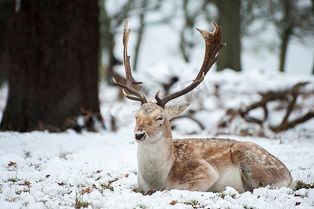 冬季积雪森林景观中的休闲鹿形象