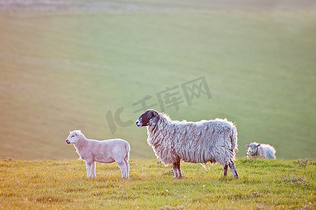 羊羔和母亲在乡村景观中面对日出