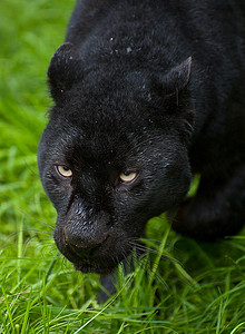 易受攻击摄影照片_圈养黑豹在野草中徘徊