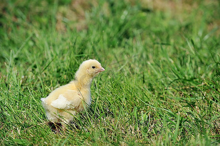 4天大的小鸡探索绿草