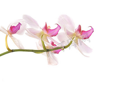 白色背景特写上美丽的粉红色兰花
