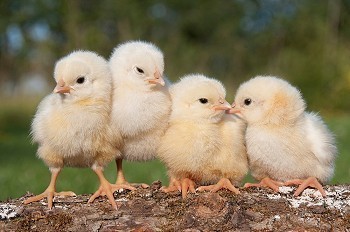 四只小鸡在一根木头上