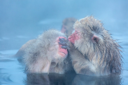 日本中野温泉温泉地狱丹公园的日本雪猴猕猴