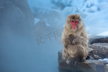 地狱摄影照片_日本中野温泉温泉地狱丹公园的日本雪猴猕猴
