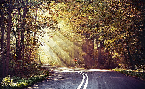 阳光背景蓝色摄影照片_森林中道路上方的大片阳光