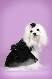 可爱的小狗马耳他在黑色的迷人套装