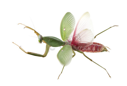 女性只螳螂，rhombodera 带，在白色背景前