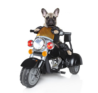 骑在摩托车上的狗