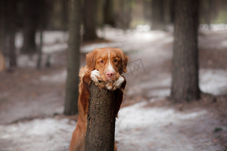 新斯科舍省鸭寻回犬狗在森林里的性质