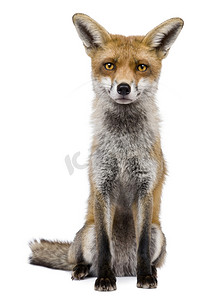 红狐狸 (1 岁前视图)