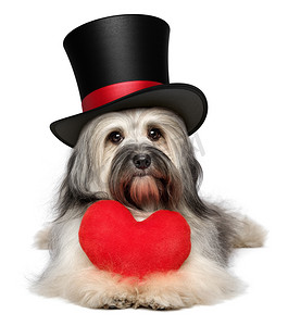 情人情人节犬种去年成为狗有着红色的心，一顶黑色礼帽