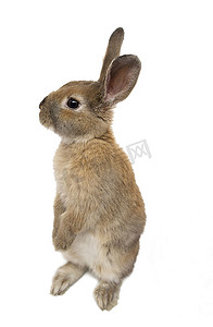 嫦娥的兔子摄影照片_与白色背景上的小红色的兔子