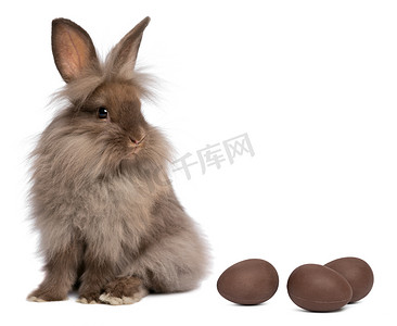 小狗掌印摄影照片_与巧克力蛋巧克力狮子头小兔子