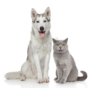 猫和狗一起在白色背景上