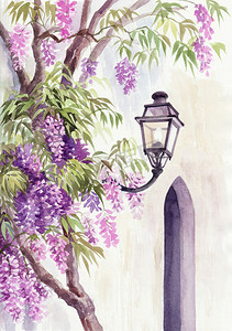 紫藤和灯笼