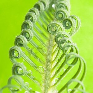 螺旋纹摄影照片_苏铁属植物发芽，孤立在白色
