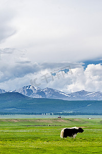 垃圾堆积成山摄影照片_山风景与牦牛在前景, 蒙古