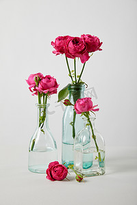 新鲜的粉红色玫瑰在透明瓶在白色背景