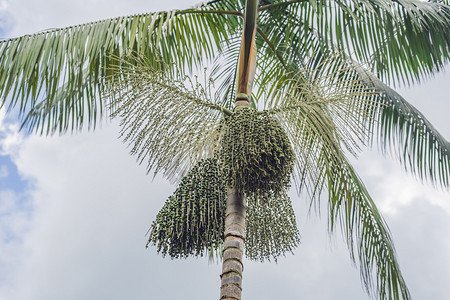 成长值摄影照片_超级食品。亚马逊, acai 浆果生长在树上.
