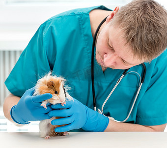 商务医疗保险摄影照片_兽医在兽医所检验豚鼠