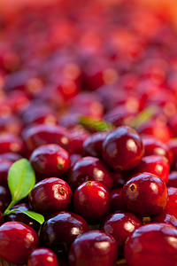 冬季生产摄影照片_新鲜的红色小红莓