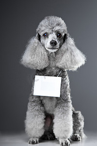 灰色贵宾狗与平板电脑上灰色的文本