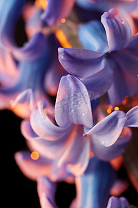 紫色商务摄影照片_紫色风信子花