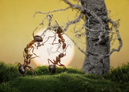 att摄影照片_myrorna vet för att spela spel, vetenskapliga fakta