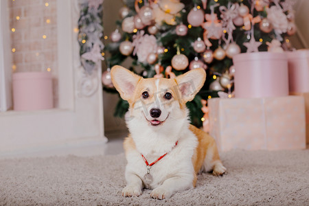 圣诞衣服摄影照片_威尔士科尔吉狗在圣诞室内装饰中繁殖