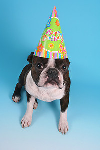 生日动物摄影照片_可爱的波士顿梗带生日帽 