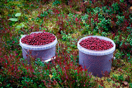 小红莓在绿色的草地上的塑料桶