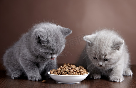 小猫咪小动物摄影照片_猫食碗和两只小猫