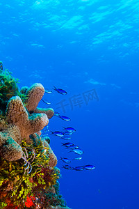 海底鱼背景摄影照片_珊瑚礁戏剧印成