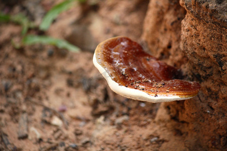灵芝-凌芝蘑菇.
