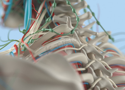 人体脊柱解剖模型