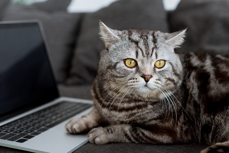 特写镜头的可爱的苏格兰直猫与笔记本电脑在沙发上