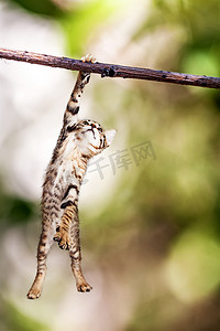 猫咪的照片摄影照片_小猫从树枝挂 