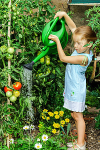 可爱的小女孩，番茄和在后院的花浇水