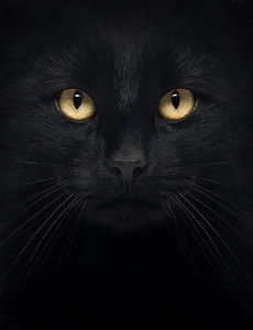 一只看摄像机，孤立在白纸上的黑猫的特写
