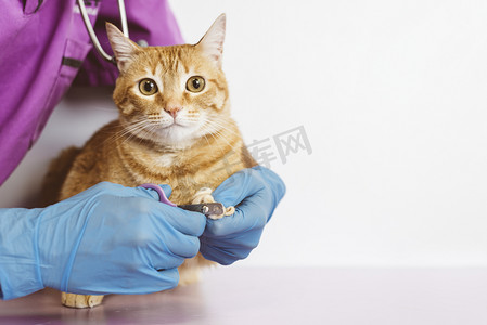 兽医医生修指甲的猫. 