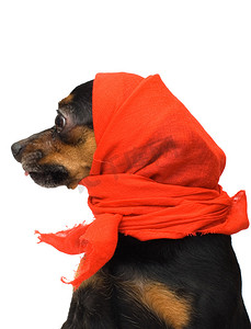 有趣的狗与红色头巾的肖像