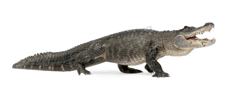 美洲短吻鳄 (30 年)-密西西比短吻鳄