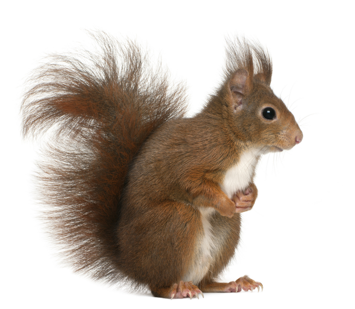 Eurasian red squirrel wallpapers HD | Download Free backgrounds